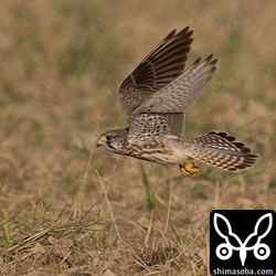 チョウゲンボウのオス幼鳥。換羽が始まっています。
