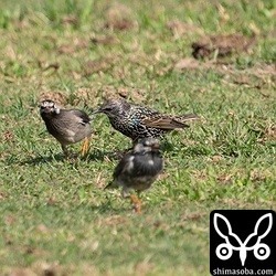 ホシムクドリとムクドリの群れ。牧場でエサ探し。