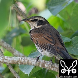 今期初のツグミ。近くでシロハラの声もありました。
