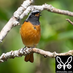 ジョウビタキは1週間ほど前にメスを初認していますが、写真は今期初。きれいなオスでした。