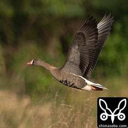 飛ぶカリガネ。