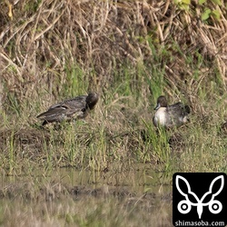 オナガガモは数羽飛来。