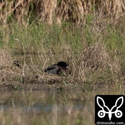 寝るマガモのオス。