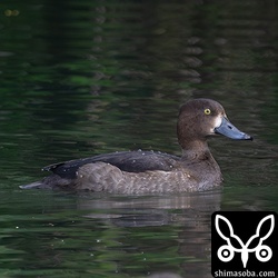 キンクロハジロのメス1年目。