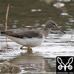 クサシギ第1回冬羽。