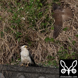 上の写真の前のコマ。チョウゲンボウ幼鳥からモビングされています。