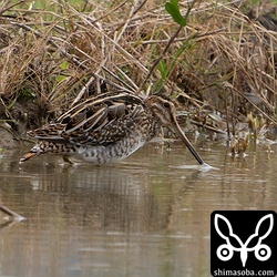 タシギ第1回冬羽。