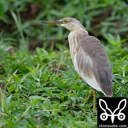 上と同個体。長いこと滞在しています。
