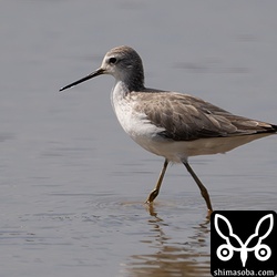 コアオアシシギ冬羽。