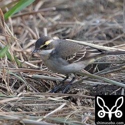 ツメナガセキレイ第1回冬羽。やっとハクセキレイも増えて来ました。