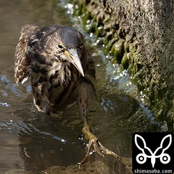 水路のリュウキュウヨシゴイ幼鳥。