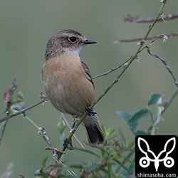ノビタキは複数が滞在。
