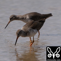 アカアシシギ。