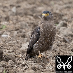 カンムリワシ成鳥。