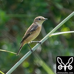 別場所のノビタキ。メスばかりです。