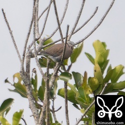 ベニバトのオス。猛禽類に怯えて木から降りてこない。