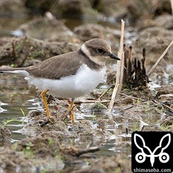 コチドリ第1回冬羽。