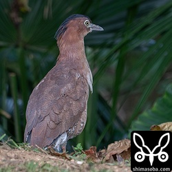 小学校にいたズグロミゾゴイ。