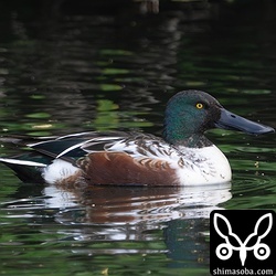 ハシビロガモのオス。