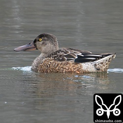 ハシビロガモのオス幼鳥。
