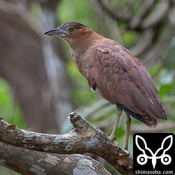 ズグロミゾゴイ成鳥。