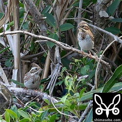 カシラダカ2羽。