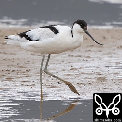 別の田んぼにもソリハシセイタカシギ。