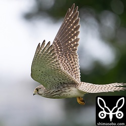 チョウセンチョウゲンボウは翼下面の斑も薄く見えます。