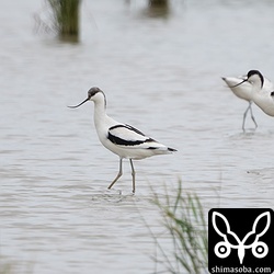 こちらも別の田んぼ。3羽のソリハシセイタカシギがいました。