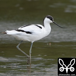 自宅近くの田んぼにソリハシセイタカシギ。