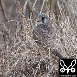 チョウゲンボウのオス第1回冬羽。