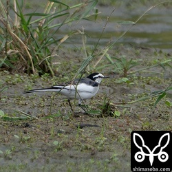 ハクセキレイのオス冬羽。