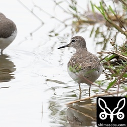タカブシギ(右)とクサシギ。