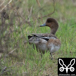 ヒドリガモのメス成鳥。右足を痛めているようでした。