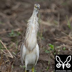 長期滞在中のジャワアカガシラサギ。