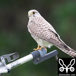 チョウセンチョウゲンボウ幼鳥。数日前から滞在中。