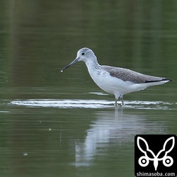 アオアシシギ冬羽。