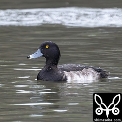 キンクロハジロのオス。エクリプスから生殖羽へ。