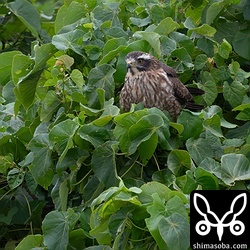 越冬サシバ幼鳥。 `昨年までは5年連続で暗色型サシバ <https://shimasoba.com/blog/2204/>`_ が越冬していたエリア。