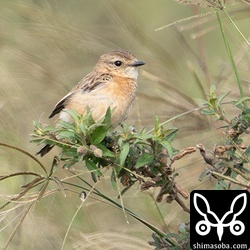 チョウゲンボウに警戒するノビタキのメス。
