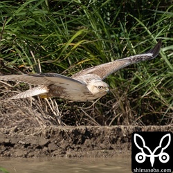 田んぼの低空を飛行。