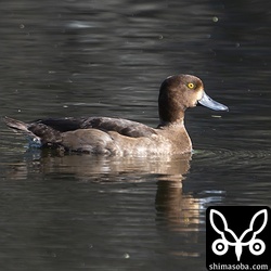 キンクロハジロ幼鳥メス。くちばし先端の黒い部分がないように見える個体。