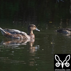 正体不明のカモ。家禽の血が入っているのでしょうか?