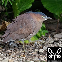 ズグロミゾゴイ成鳥。観光地のなれた個体。