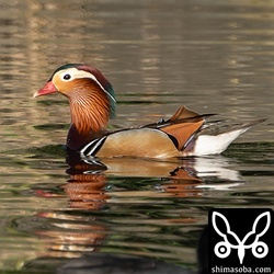オシドリのオス。生殖羽。