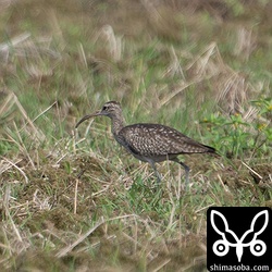 チュウシャクシギ第1回冬羽。