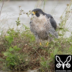 上の個体とペアのメス。