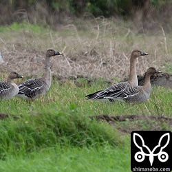 警戒して首を伸ばすを大きさの違いが顕著です。