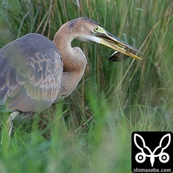 ムラサキサギ幼鳥。ヤエヤマイシガメの幼体を捕まえた。