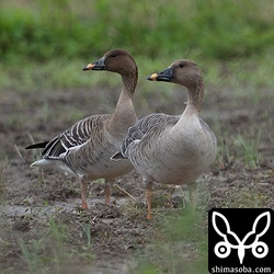 小型の2羽。右はヒシクイですが、左の個体は顔の色が濃くて顔つきも異なります。
